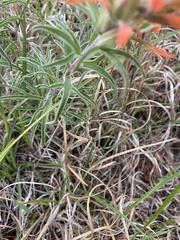 Castilleja lindheimeri