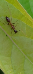 Camponotus carin