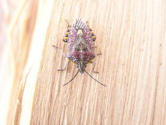 Agonoscelis versicoloratus