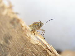 Agonoscelis versicoloratus