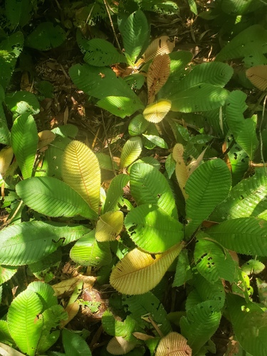 Acrotrema costatum (Acrotrema costatum)