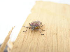 Agonoscelis versicoloratus