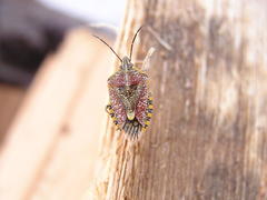 Agonoscelis versicoloratus