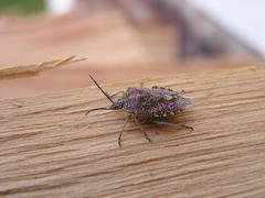 Agonoscelis versicoloratus