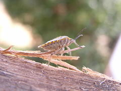 Agonoscelis versicoloratus