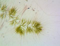 Draparnaldia glomerata