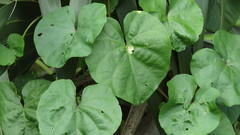 Ipomoea alba