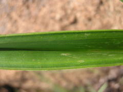 Kniphofia rigidifolia