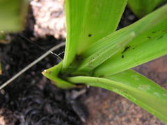Kniphofia rigidifolia