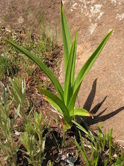 Kniphofia rigidifolia