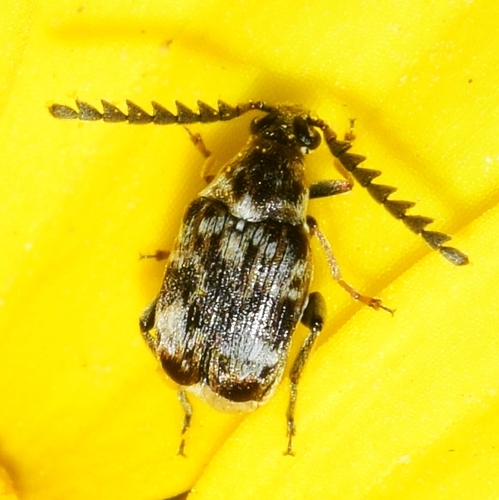 Representative image of Bruchidius bimaculatus