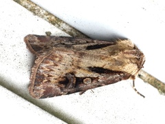 Agrotis vancouverensis