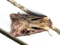 Agrotis vancouverensis