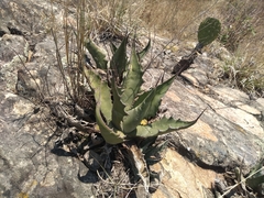 Agave asperrima
