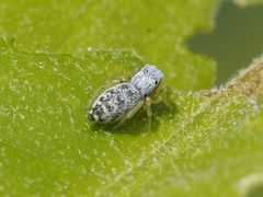 Heliophanus simplex