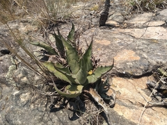 Agave asperrima