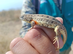 Sceloporus aeneus
