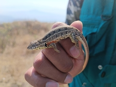 Sceloporus aeneus