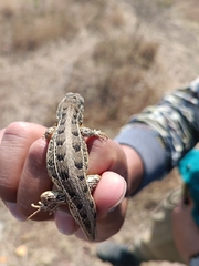 Sceloporus aeneus