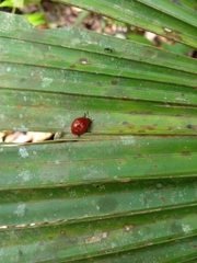 Aegithus meridionalis