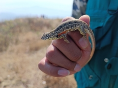 Sceloporus aeneus