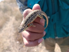 Sceloporus aeneus