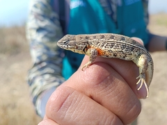 Sceloporus aeneus