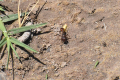 Pogonomyrmex rugosus