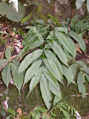 Coniogramme fraxinea