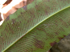 Coniogramme fraxinea