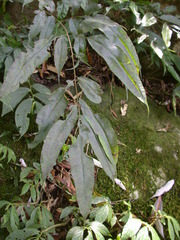 Coniogramme fraxinea