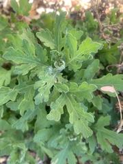 Chrysanthemum morifolium