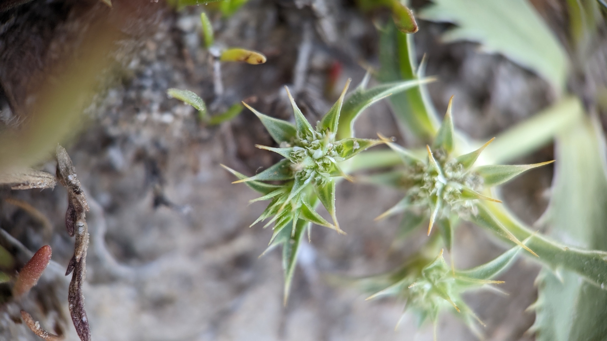 Eryngium armatum (S.Watson) J.M.Coult. & Rose