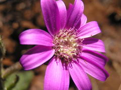 Senecio macrocephalus