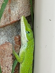 Anolis carolinensis