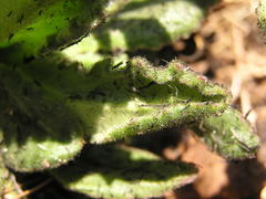 Senecio macrocephalus