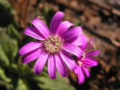 Senecio macrocephalus