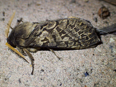 Oxycanus antipoda