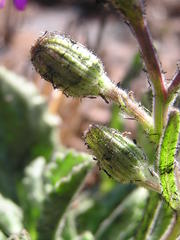 Senecio macrocephalus