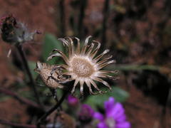 Senecio macrocephalus