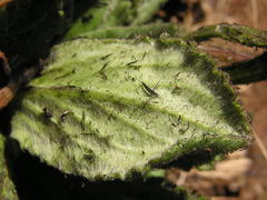 Senecio macrocephalus
