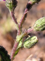 Senecio macrocephalus
