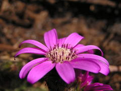 Senecio macrocephalus