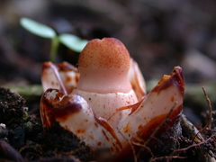 Mitrastemon yamamotoi