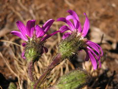 Senecio macrocephalus