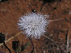 Senecio macrocephalus