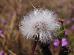 Senecio macrocephalus