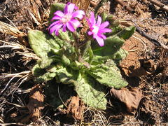 Senecio macrocephalus