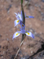 Moraea stricta