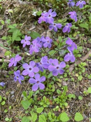 Phlox stolonifera